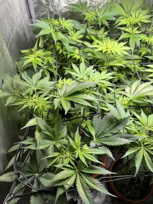 First Triploids. Week 7