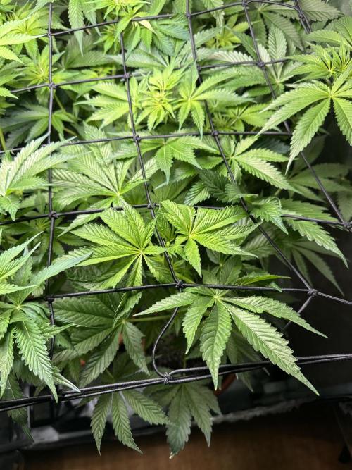 First Triploids. Week 7