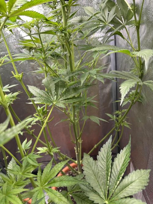 First Triploids. Week 8