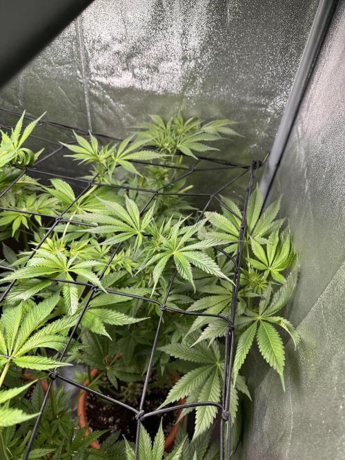 First Triploids. Week 8