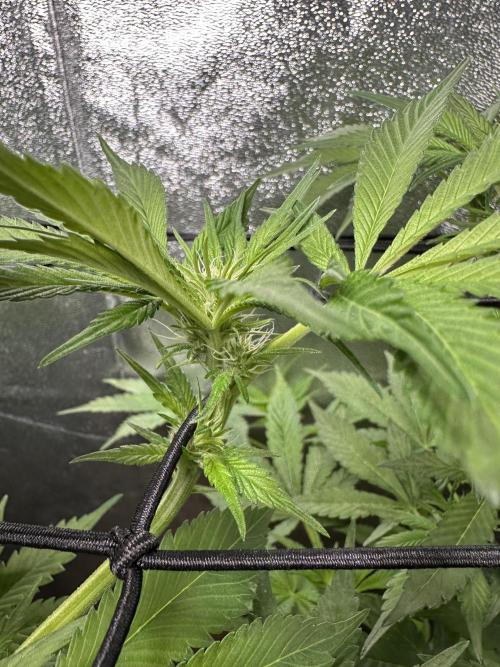 First Triploids. Week 8