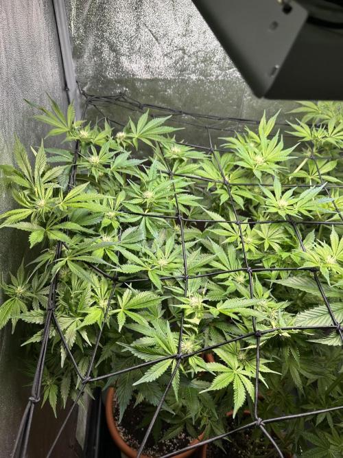 First Triploids. Week 8