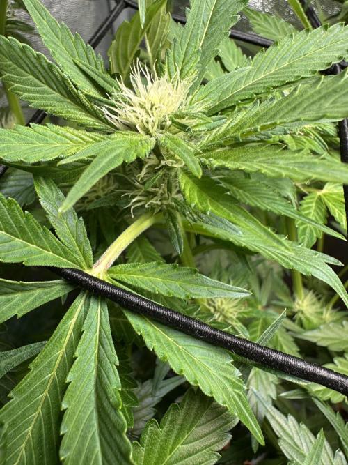 First Triploids. Week 8