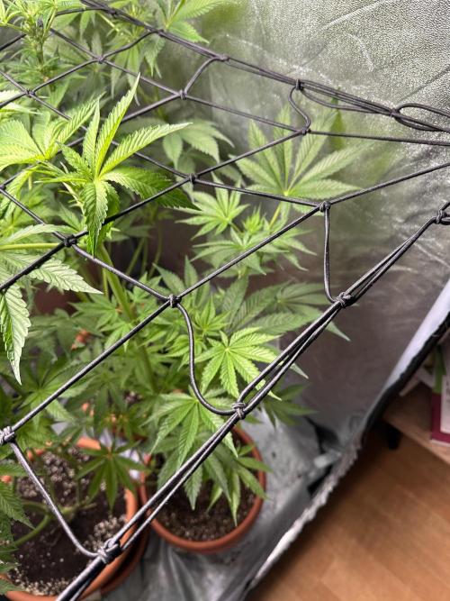 First Triploids. Week 8