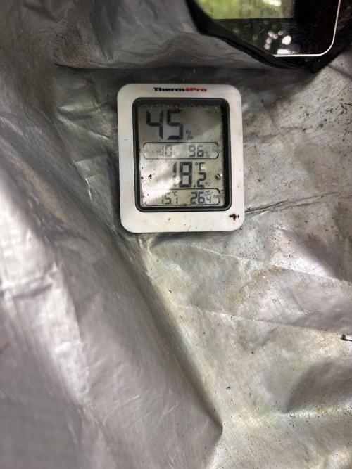 First Triploids. Week 8