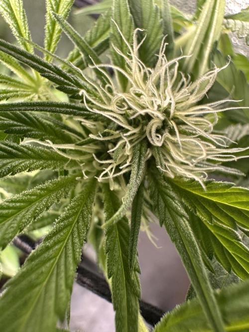 First Triploids. Week 9