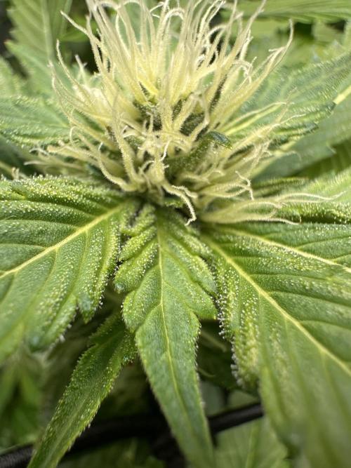 First Triploids. Week 9