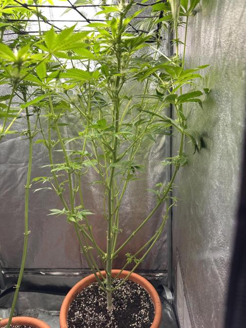 First Triploids. Week 9