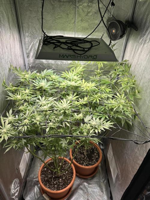 First Triploids. Week 9