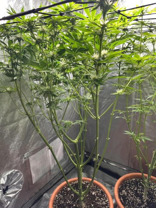 First Triploids. Week 9