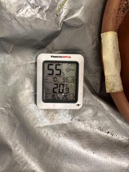 First Triploids. Week 9