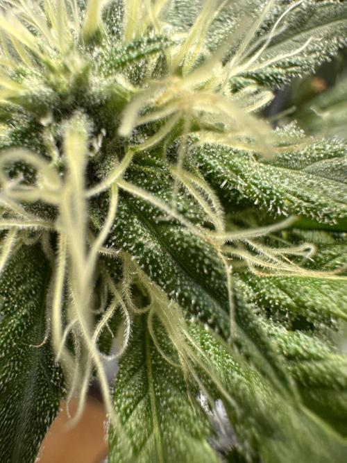 First Triploids. Week 10