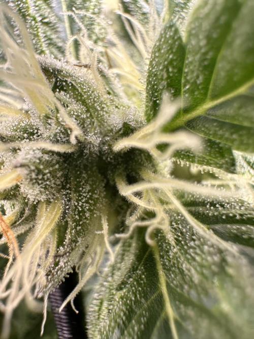 First Triploids. Week 10