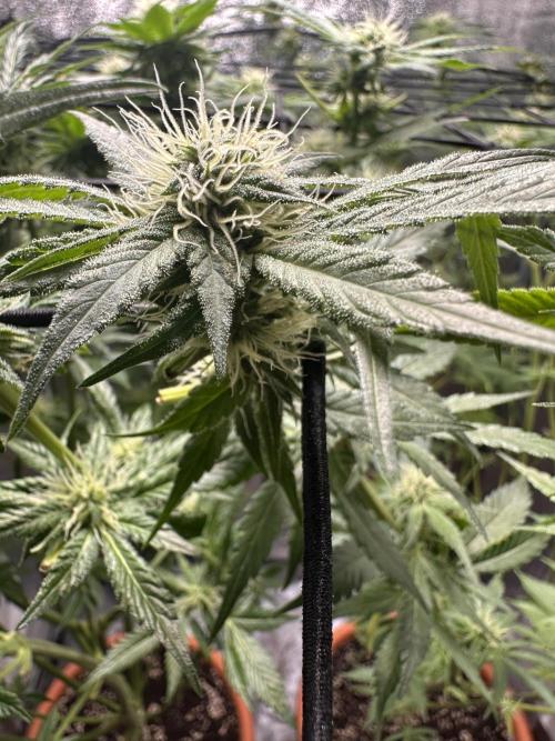 First Triploids. Week 10