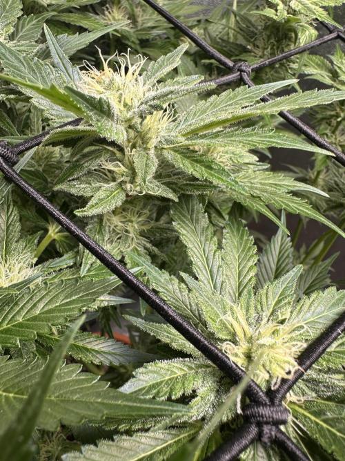 First Triploids. Week 10