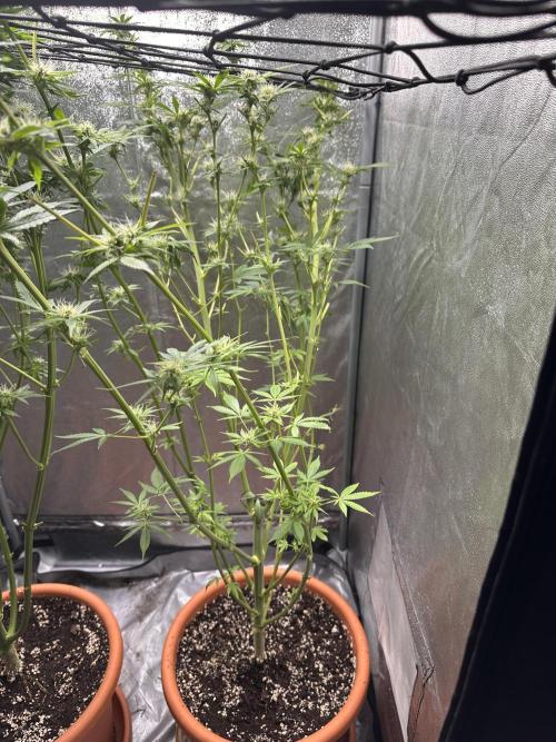 First Triploids. Week 10