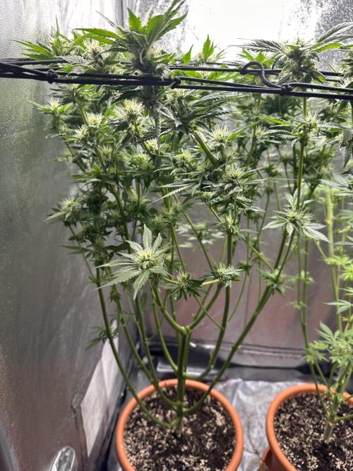 First Triploids. Week 10