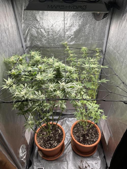 First Triploids. Week 10