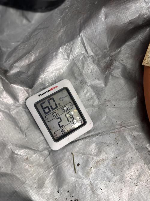 First Triploids. Week 10