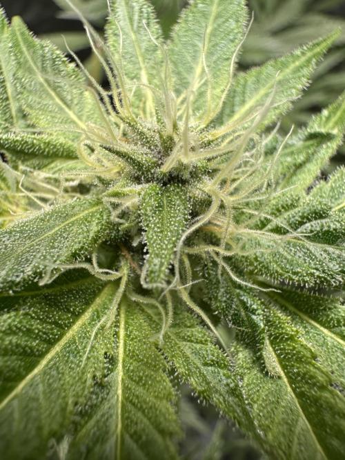 First Triploids. Week 11