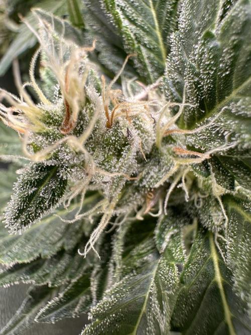 First Triploids. Week 11