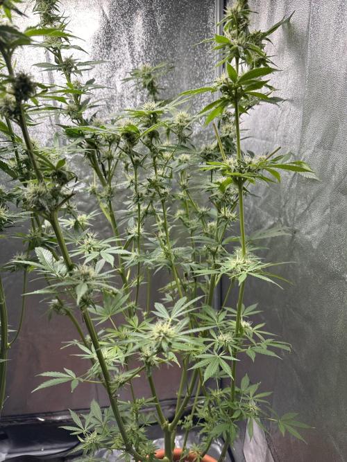 First Triploids. Week 11