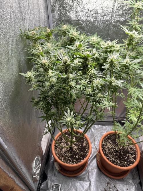 First Triploids. Week 11