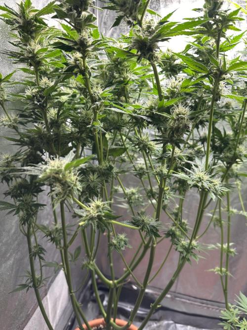 First Triploids. Week 11