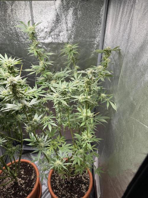 First Triploids. Week 11