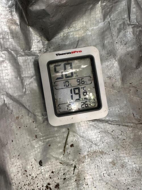 First Triploids. Week 11