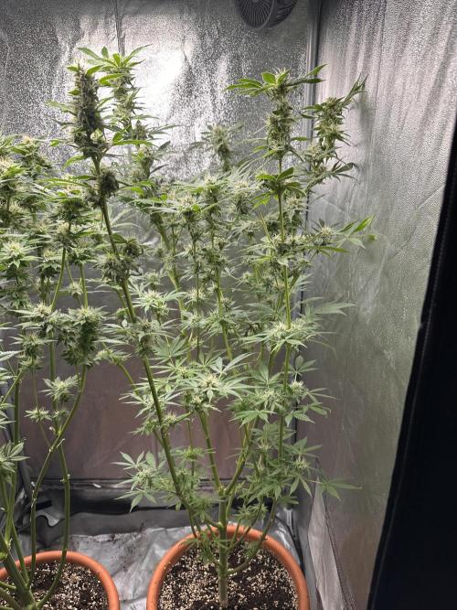 First Triploids. Week 12