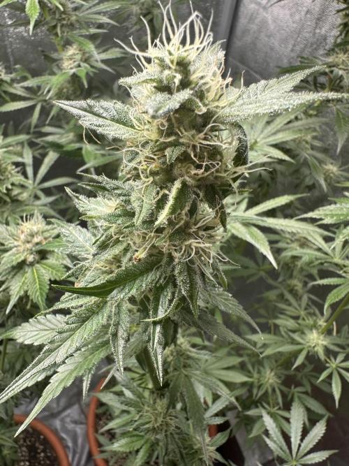 First Triploids. Week 12