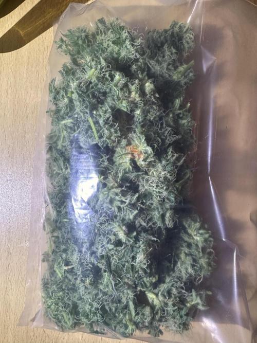 First Triploids. Week 12