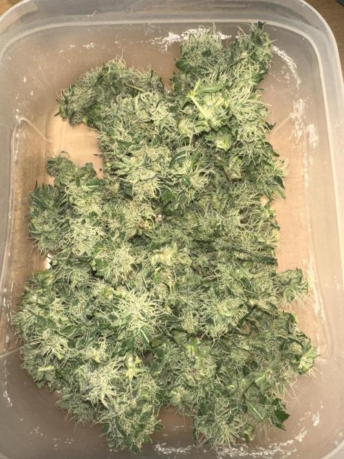 First Triploids. Week 12