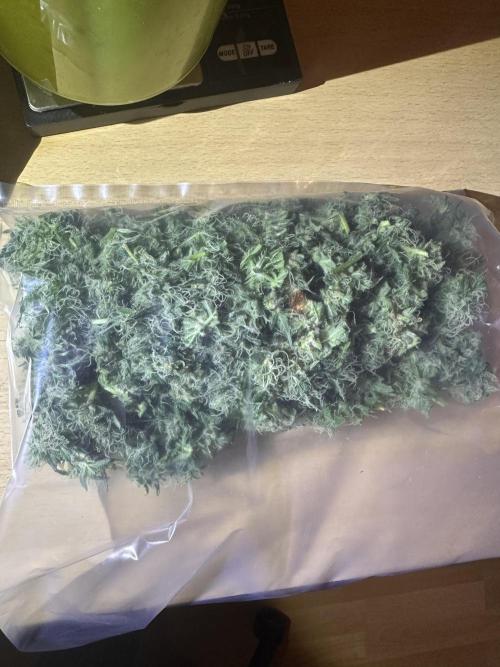 First Triploids. Week 12