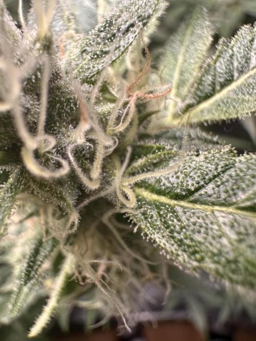 First Triploids. Week 12