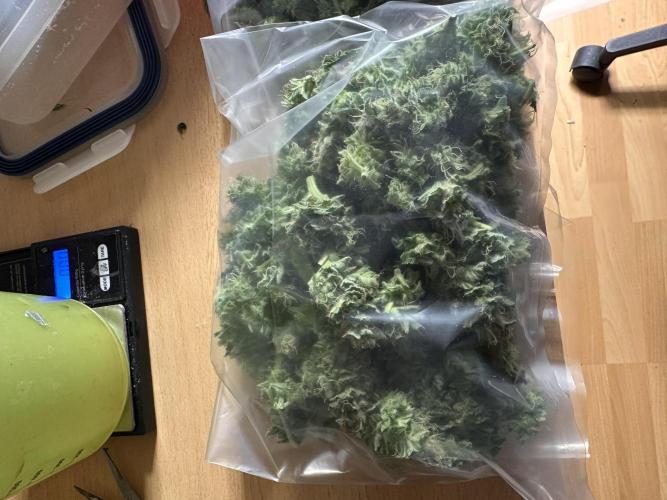 First Triploids. Week 12