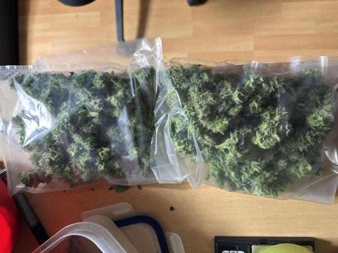 First Triploids. Week 12