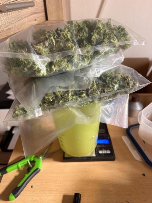 First Triploids. Week 12