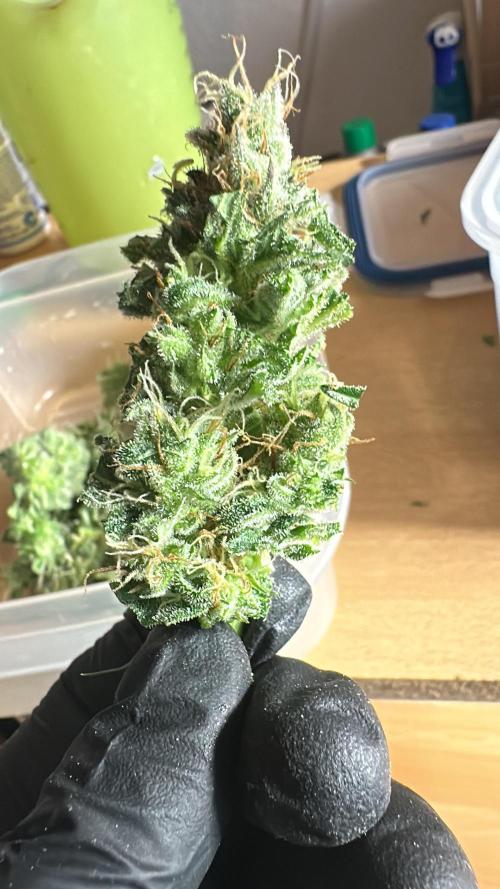 First Triploids. Week 12