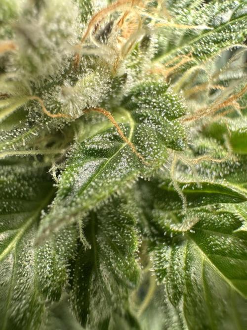 First Triploids. Week 12