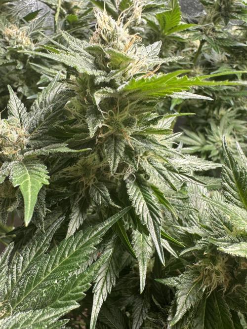 First Triploids. Week 12