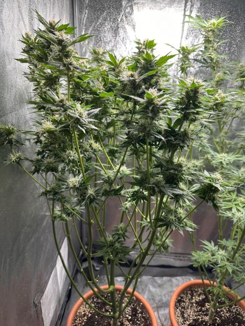 First Triploids. Week 12