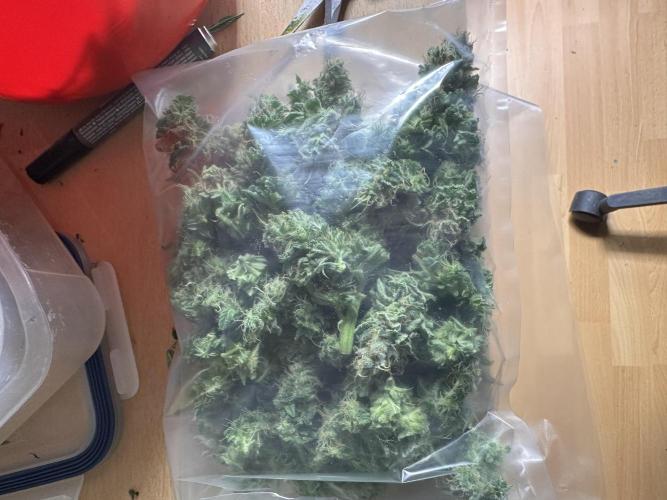 First Triploids. Week 12