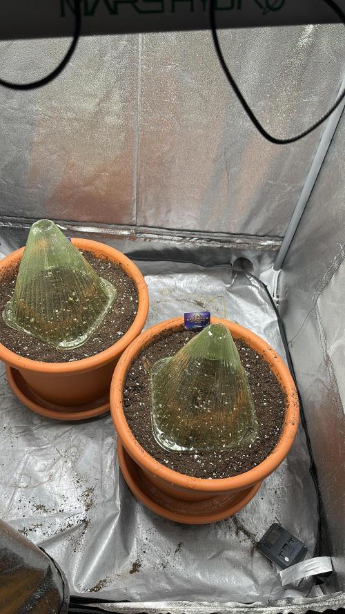 Sticky Broccoli/Eternity Grow Cup 2026. Week 0