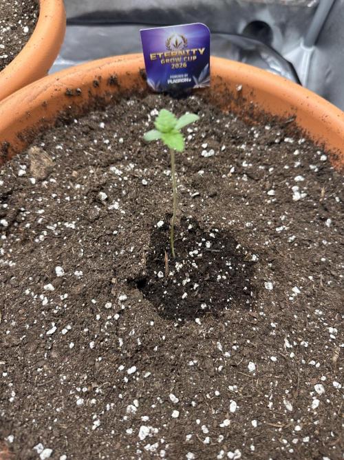 Sticky Broccoli/Eternity Grow Cup 2026. Week 1