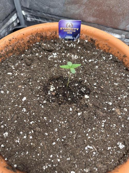 Sticky Broccoli/Eternity Grow Cup 2026. Week 1
