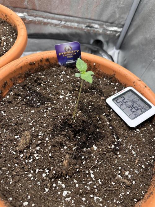 Sticky Broccoli/Eternity Grow Cup 2026. Week 1
