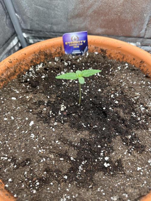 Sticky Broccoli/Eternity Grow Cup 2026. Week 1