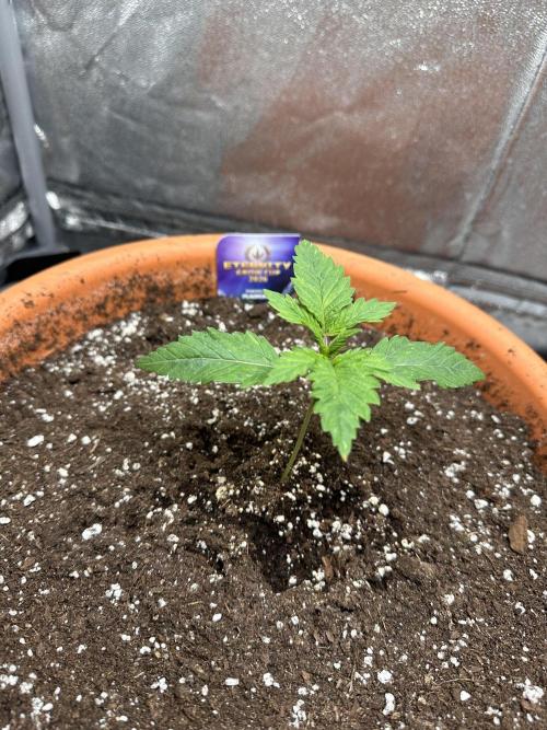 Sticky Broccoli/Eternity Grow Cup 2026. Week 2